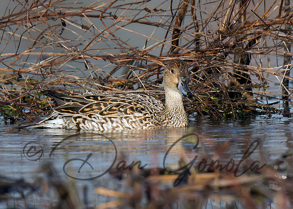 Northern Pintail