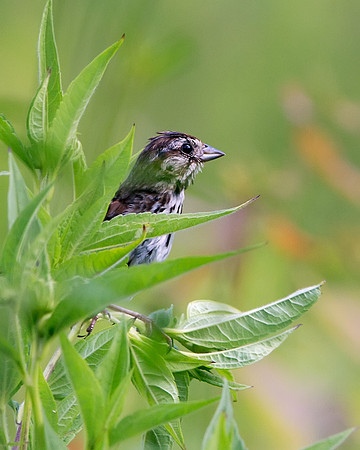 Song Sparrow