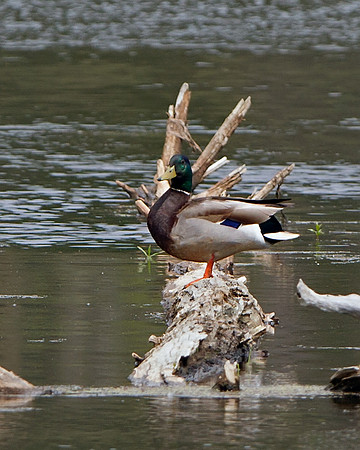 Mallard Duck (male)