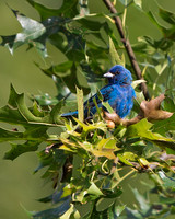 Indigo Bunting
