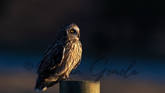 Short-eared Owl