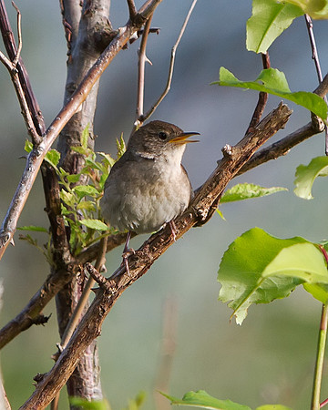 House Wren