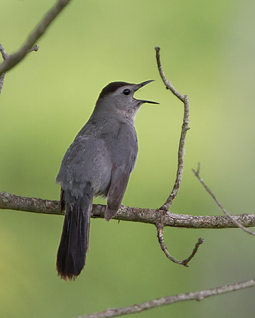 Gray Catbird