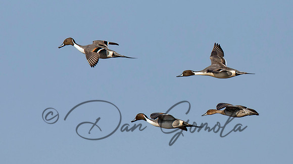 Northern Pintail