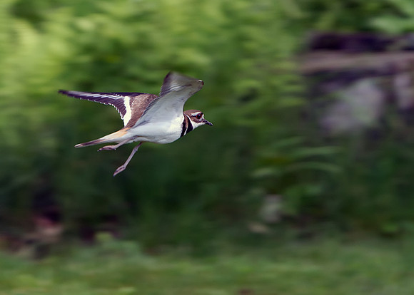 Killdeer