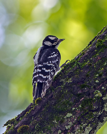 Downy Woodpecker (juvenile)
