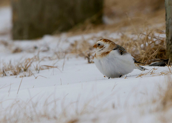 Snow Bunting
