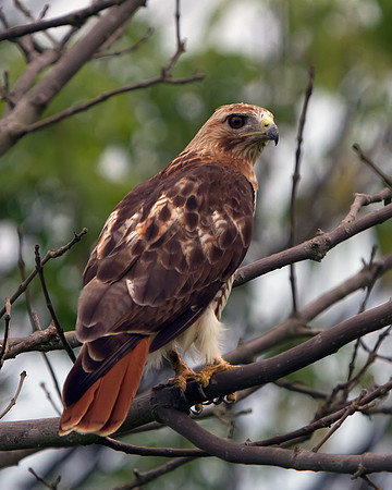 Red-tailed Hawk