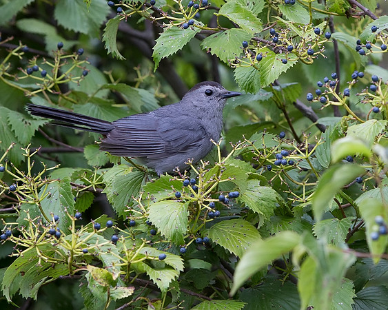 Gray Catbird