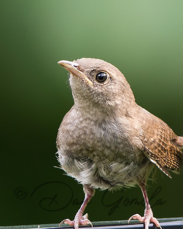 House Wren (Juvenile)