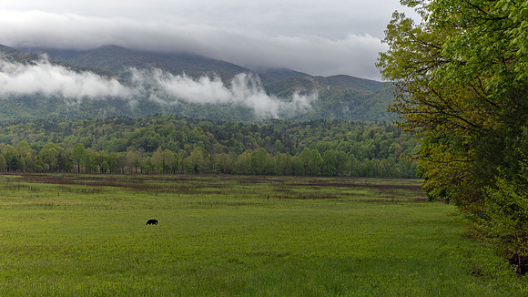 Cades Cove, GSMNP