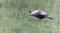 Wild Turkey