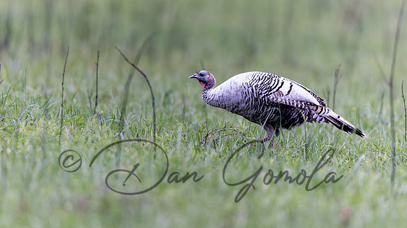 Wild Turkey