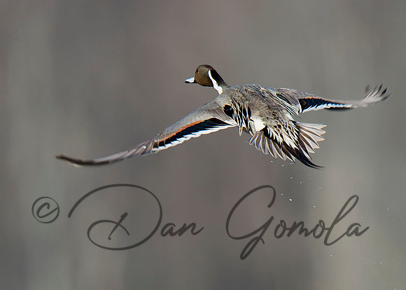 Northern Pintail