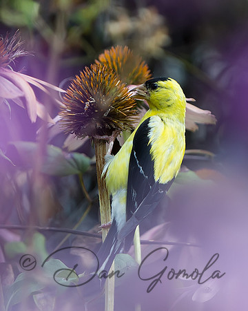 American Goldfinch