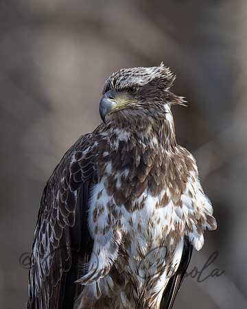 Bald Eagle