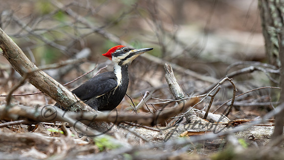 Pileated Woodpecker