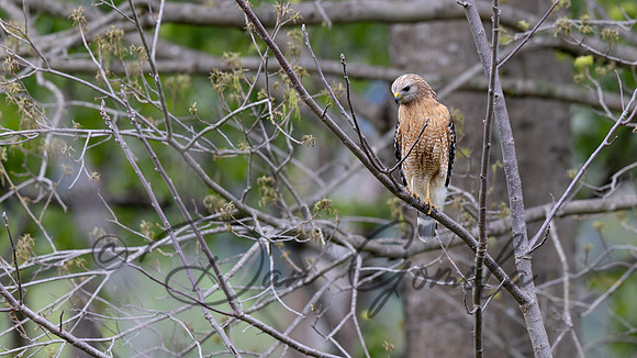 Red-shouldered Hawk