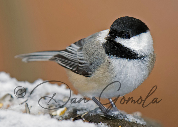 Black-capped Chickadee