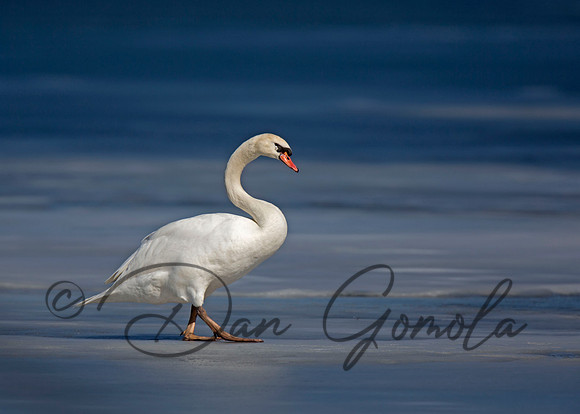 Mute Swan
