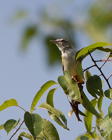 Red-Eyed Vireo