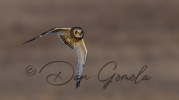 Short-eared Owl