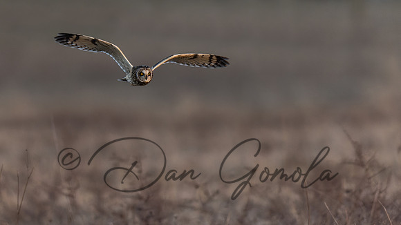 Short-eared Owl