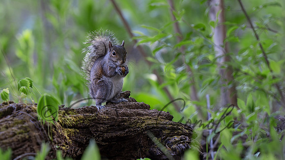 Eastern Gray Squirrel