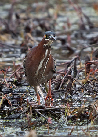 Green Heron