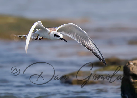 Common Tern