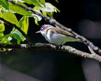 Red-eyed Vireo