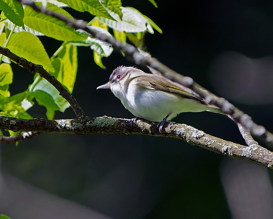 Red-Eyed Vireo