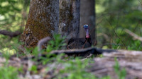 Wild Turkey