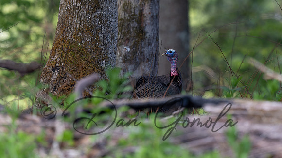 Wild Turkey