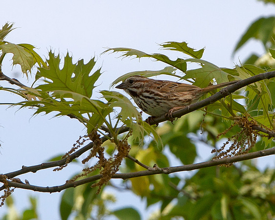 Song Sparrow