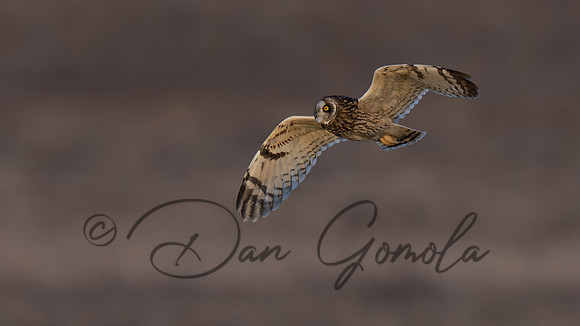 Short-eared Owl