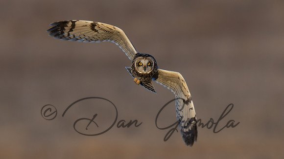 Short-eared Owl