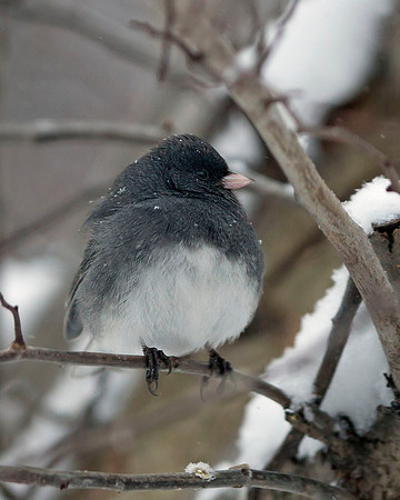 Dark-eyed Junco