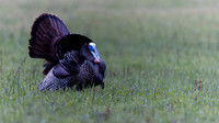 Wild Turkey