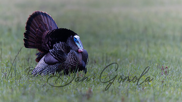 Wild Turkey