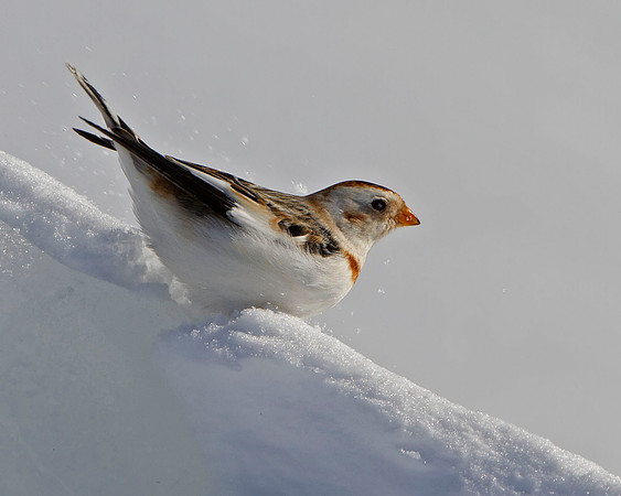 Snow Bunting