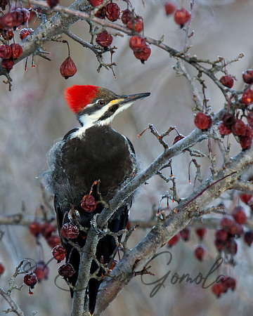 Pileated Woodpecker
