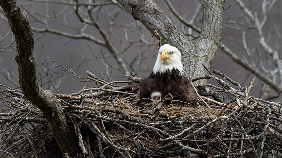 Bald Eagle