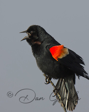 Red-winged Blackbird