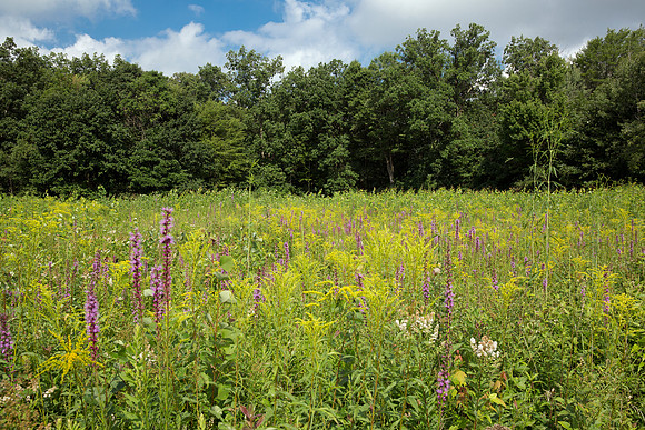 Blooming Meadow
