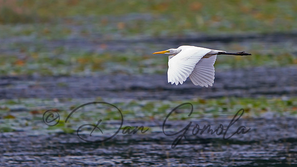 Great Egret