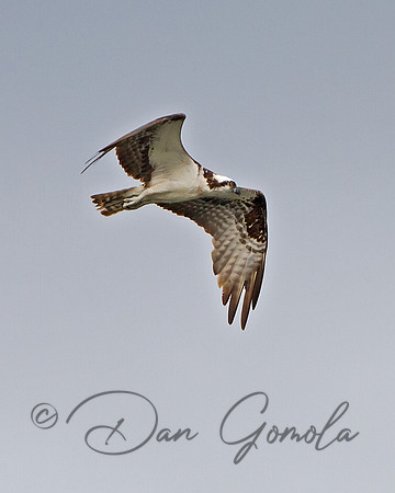 Osprey