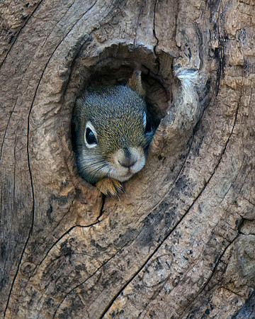 Red Squirrel