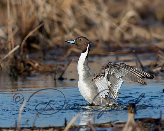 Northern Pintail