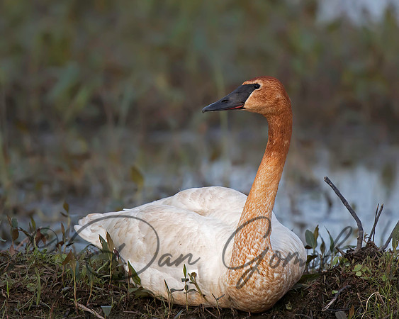 Trumpeter Swan